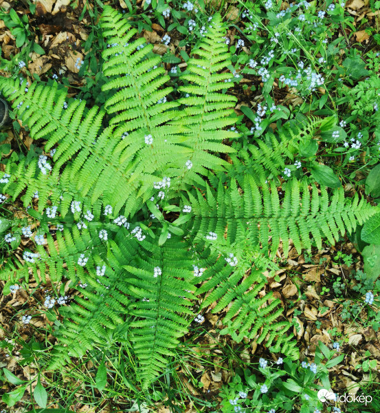 Nefelejcs páfrányvázában