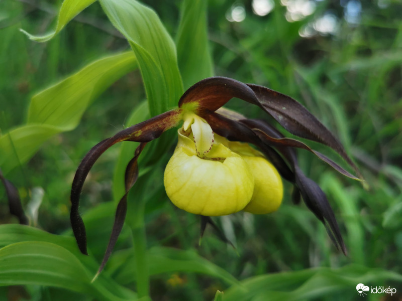 Boldogasszony papucsa