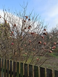 Budapest XVI.ker - Mátyásföld