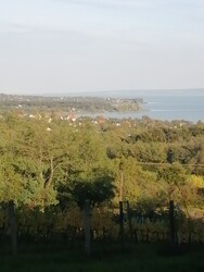 Salföld