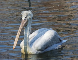 Borzas gödény - Budapest Állatkert