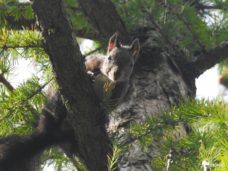 mókus
