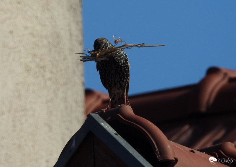 Eljött a fészekrakás 