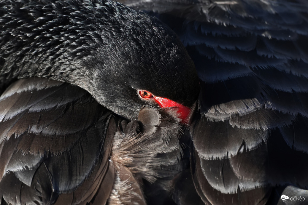 Bársony és parázs