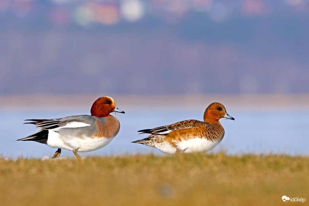 Fütyülő réce pár 