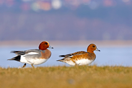 Fütyülő réce pár 