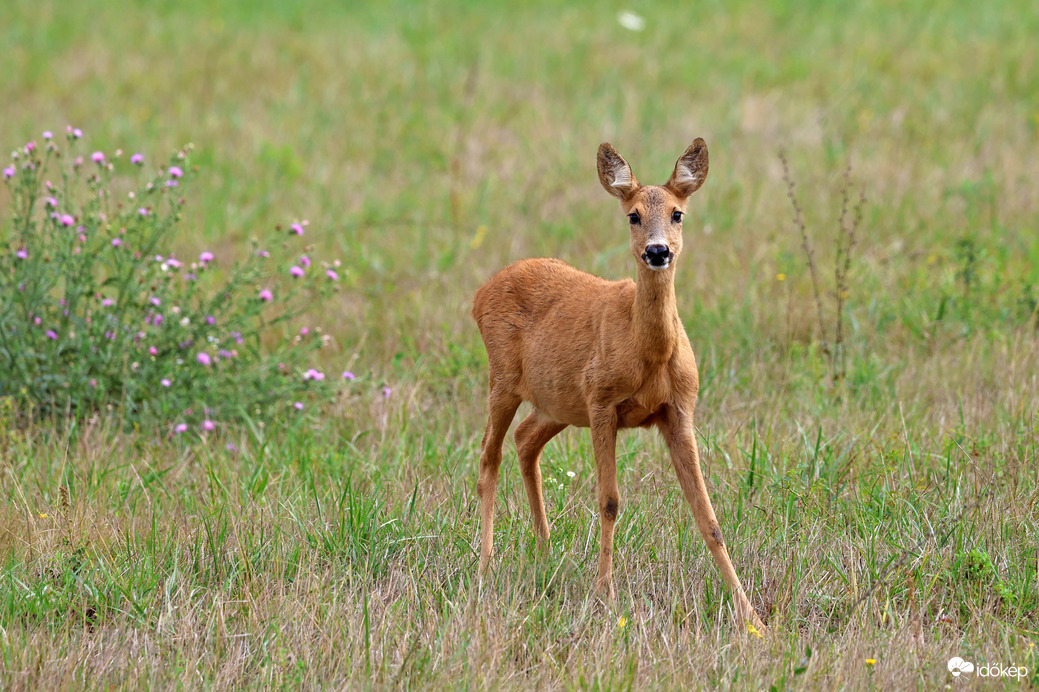 Észrevett minket, és jött is felénk 