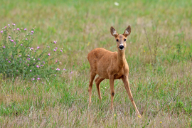Észrevett minket, és jött is felénk 