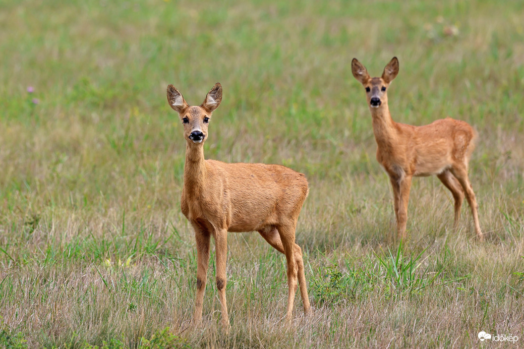 Őzsuta a gidájával