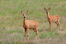 Őzsuta a gidájával
