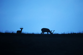 Hajnalban a gerincen 