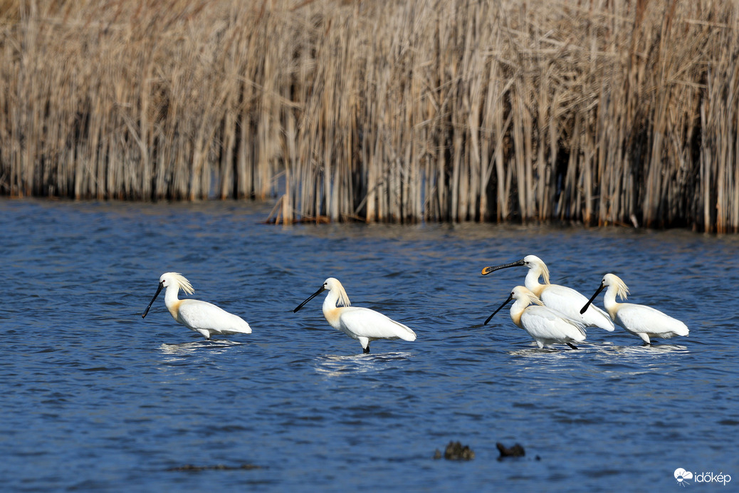 Vizes élőhelyek világnapjára