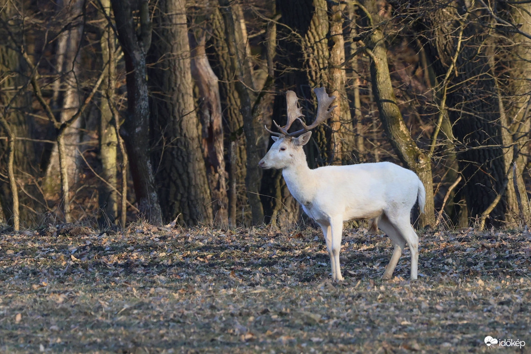 Fehér dámszarvas 