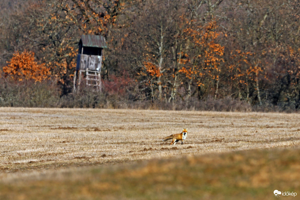 A vörös és a páholy 