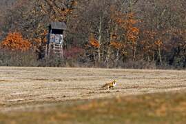 A vörös és a páholy 