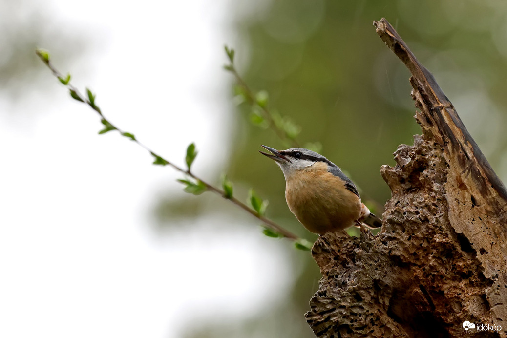 Csuszka tavaszi éneke