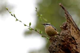 Csuszka tavaszi éneke