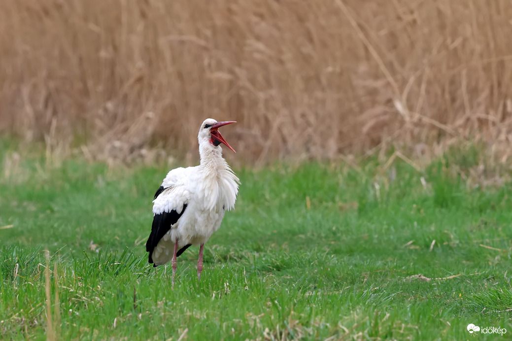 Hazatértem Afrikából
