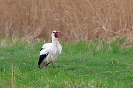Hazatértem Afrikából