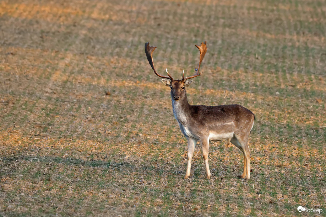 Fiatal dámszarvas 