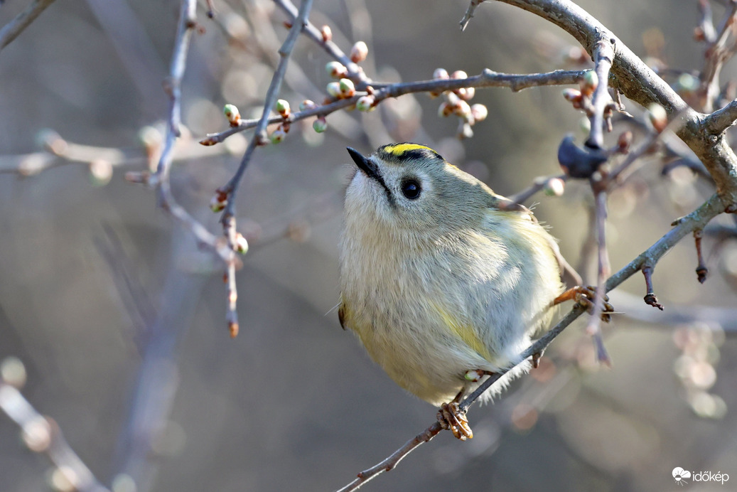 Sárgafejű királyka 