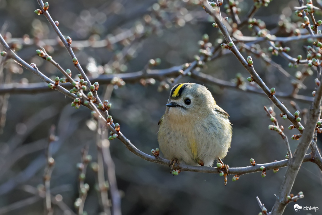 Sárgafejű királyka 