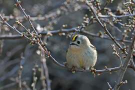 Sárgafejű királyka 