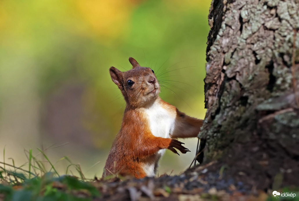 Kukucs, itt vagyok :)