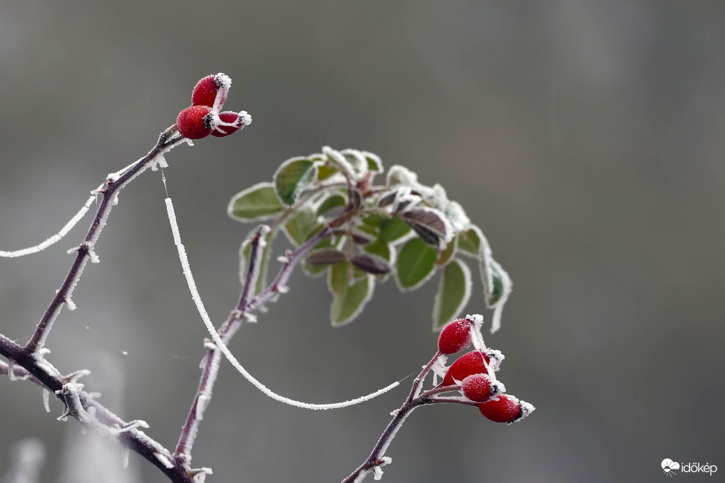 Összekötő jégív