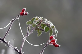 Összekötő jégív