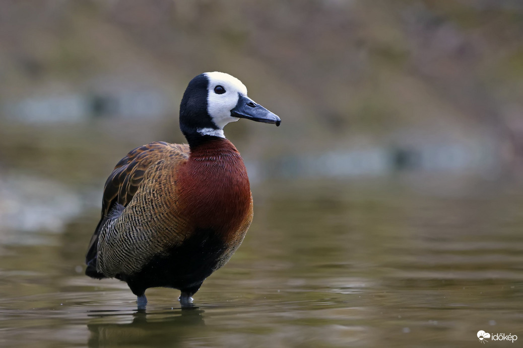 Apáca fütyülőlúd 