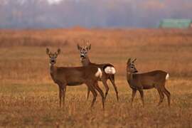 Őzcsalád az őszi mezőn