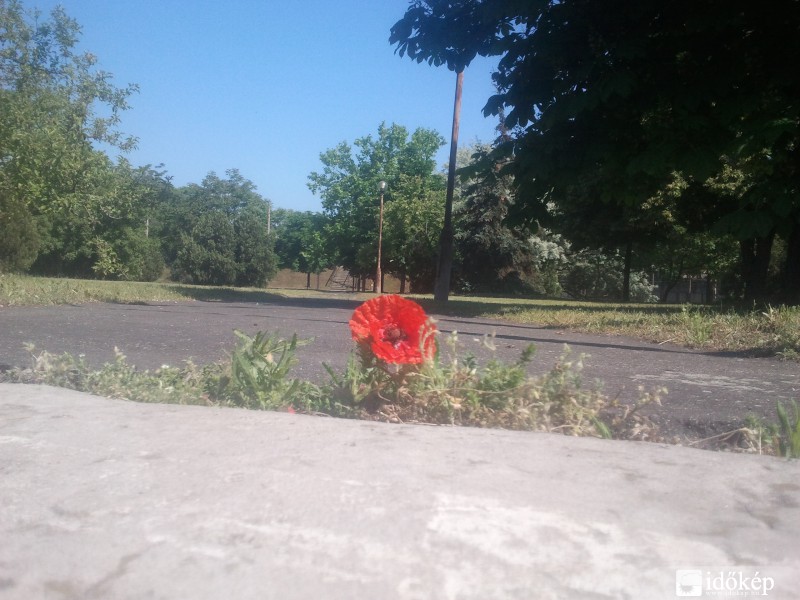 Egyedül az úton