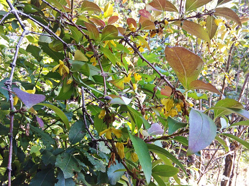 Az aranyeső  bízik a jó időben