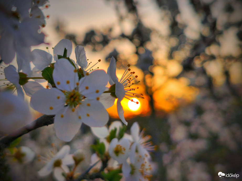 Nyugodt időszakot lezáró virágzó naplemente