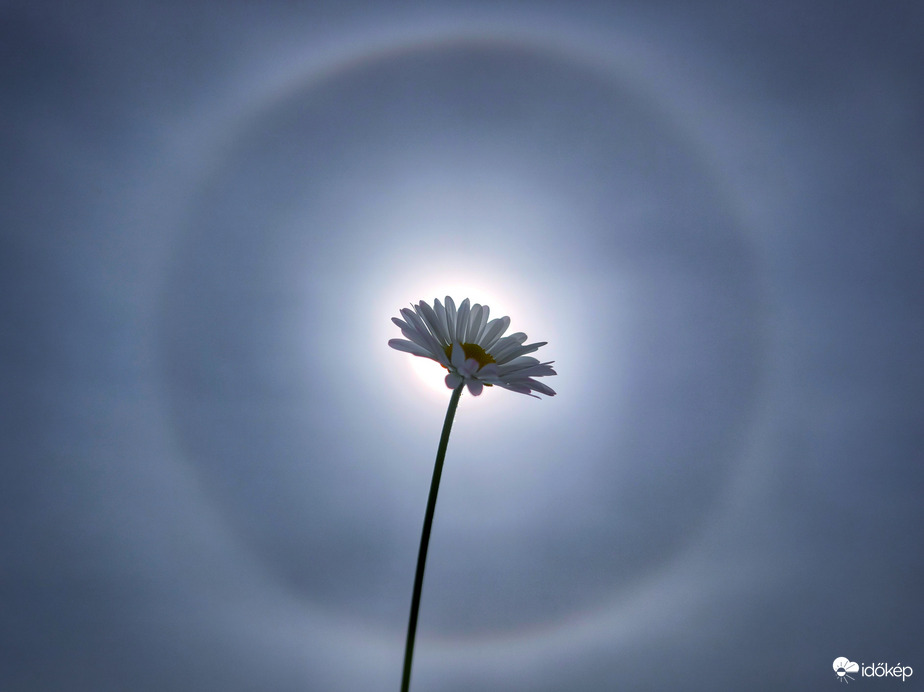 Százszorszép a kör középen