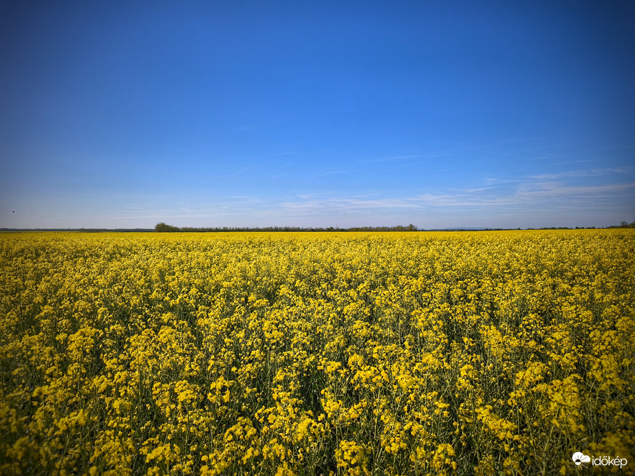 Végeláthatatlan varázsszőnyeg