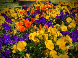 Mindent a szemnek és semmit a kéznek