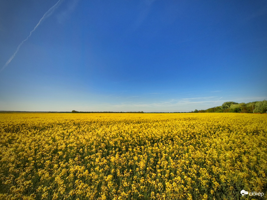 Kék és sárga ellenállhatatlan látványa