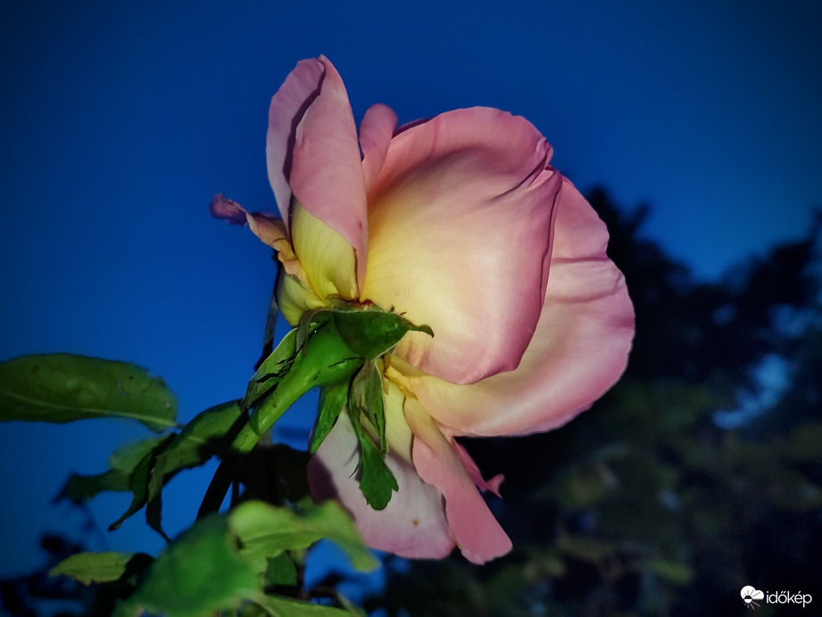 Illatozó rózsa kékórai virágzása