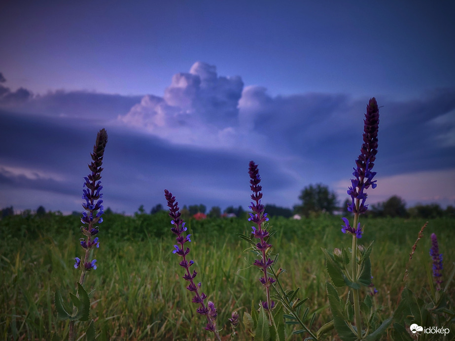 Szupercella zsályák társaságában