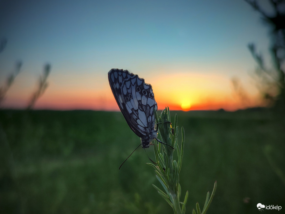 Derült napbúcsú egy lepke társaságában