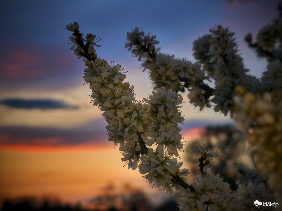 Dús virágos naplemente