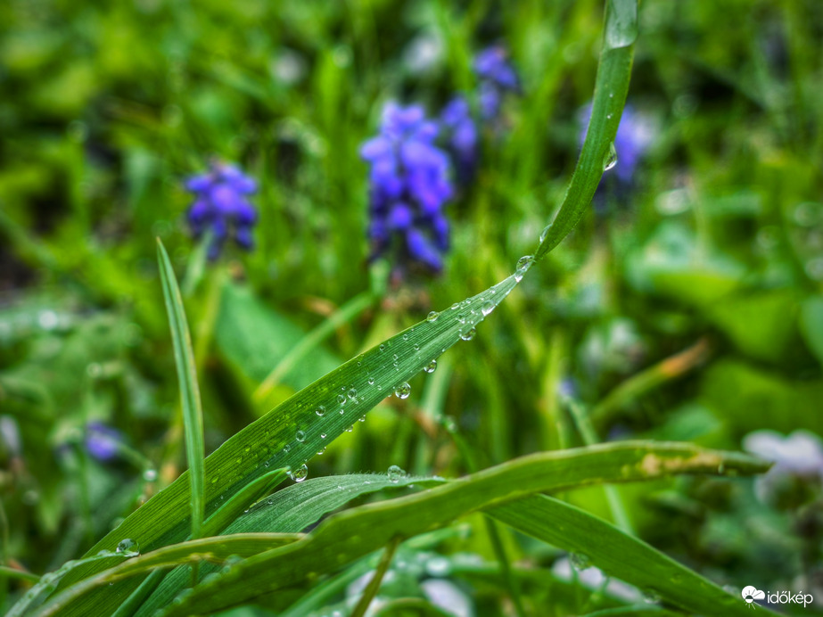 Sorakozó cseppek az eső után
