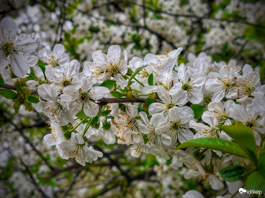 Hamarosan ők is levetik szirmaikat