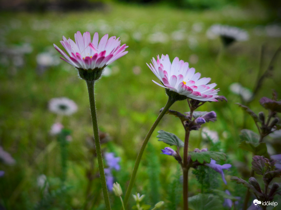 Napsütésre várva...