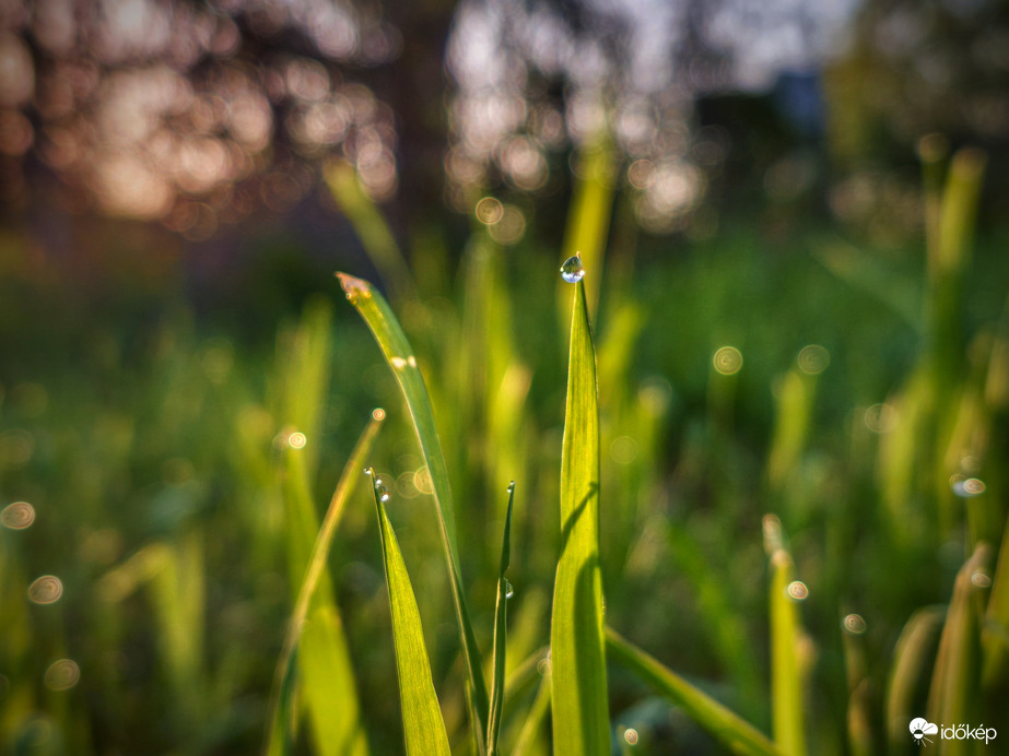Harmatos napindító