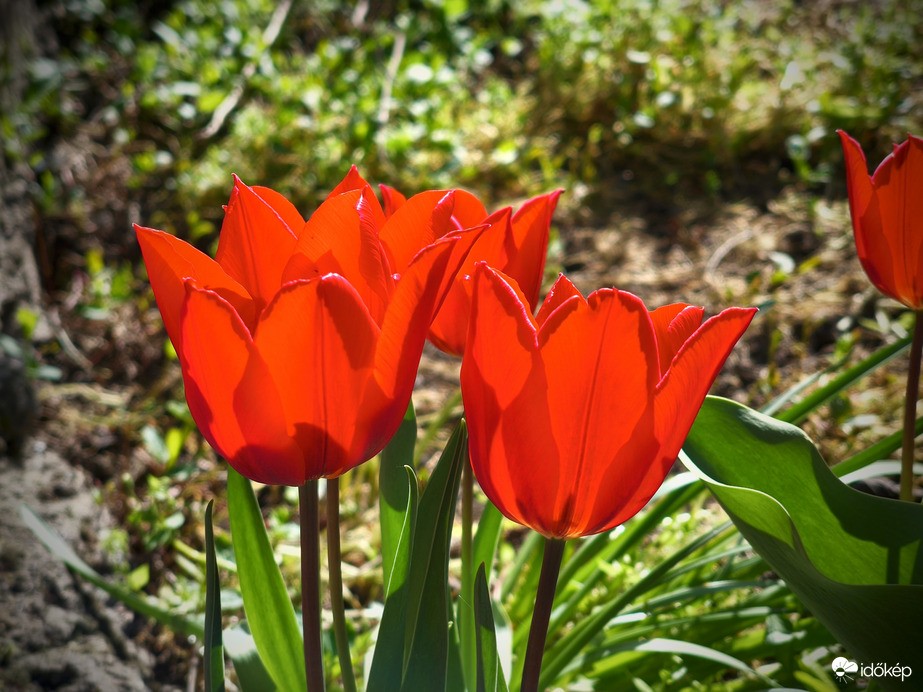 Kitárulkozás a nap felé