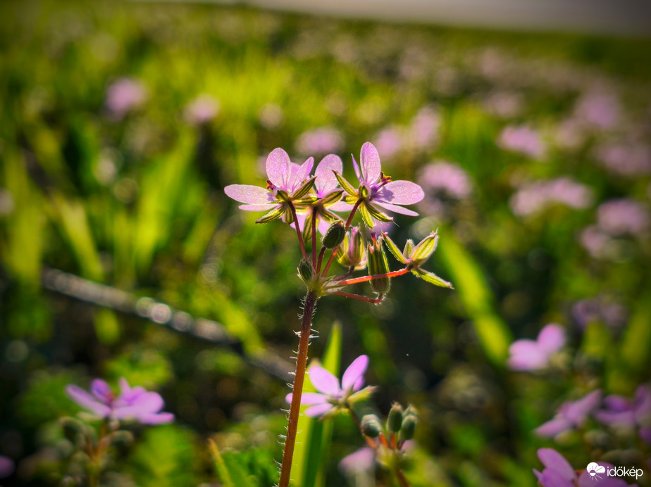 Tündöklők a napfényben