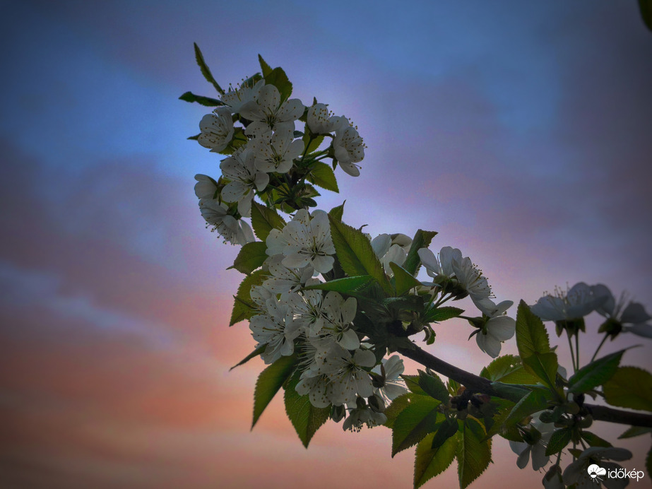 Virágzó meggyfa és a naplementi fátylak
